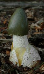 The Fungi World (131) : Dog Stinkhorn