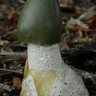 The Fungi World (131) : Dog Stinkhorn