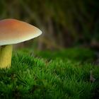 The Fungi World (132) : Goldleaf Shield