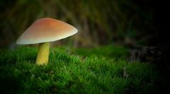 The Fungi World (132) : Goldleaf Shield