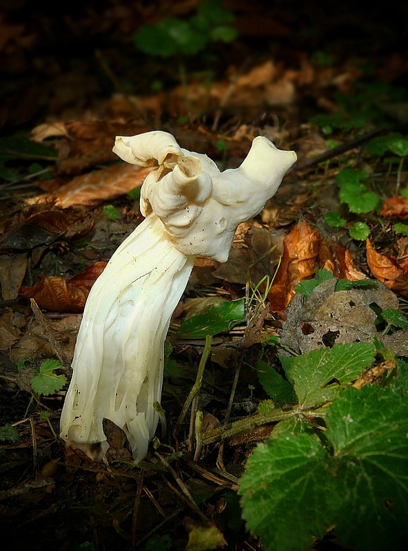 The Fungi World (133) : White Saddle