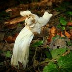 The Fungi World (133) : White Saddle