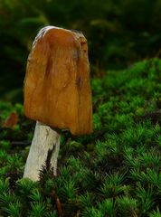 The Fungi World (134) : Cortinarius vibratilis