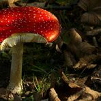 The Fungi World (135) : Fly Agaric