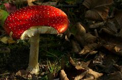 The Fungi World (135) : Fly Agaric