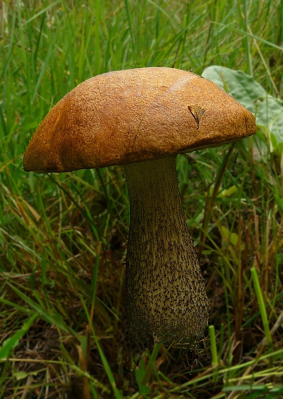 The Fungi World (136) : Orange Birch Bolete