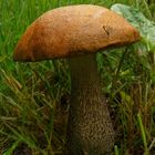 The Fungi World (136) : Orange Birch Bolete