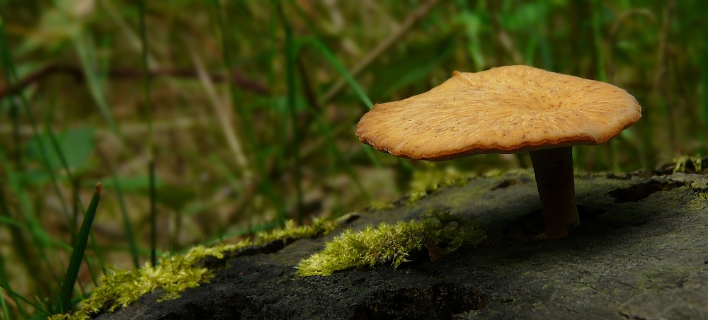 The Fungi World (137) : UFO