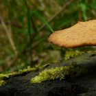 The Fungi World (137) : UFO