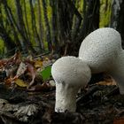 The Fungi World (138) : Common Puffball