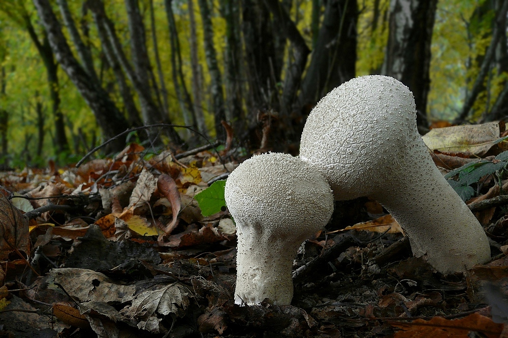 The Fungi World (138) : Common Puffball