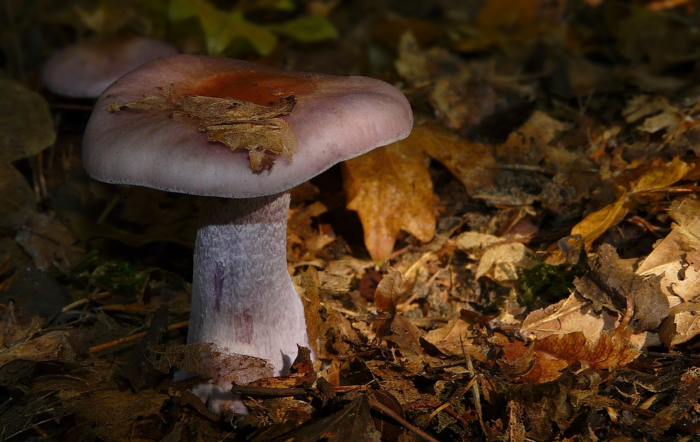 The Fungi World (139) : Wood Blewit