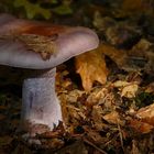 The Fungi World (139) : Wood Blewit