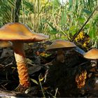 The Fungi world (14) : Birch webcap