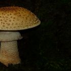 The Fungi World (140) : Panther Cap