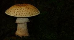 The Fungi World (140) : Panther Cap