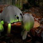 The Fungi World (141) : Halloween Fungus