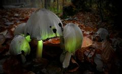 The Fungi World (141) : Halloween Fungus
