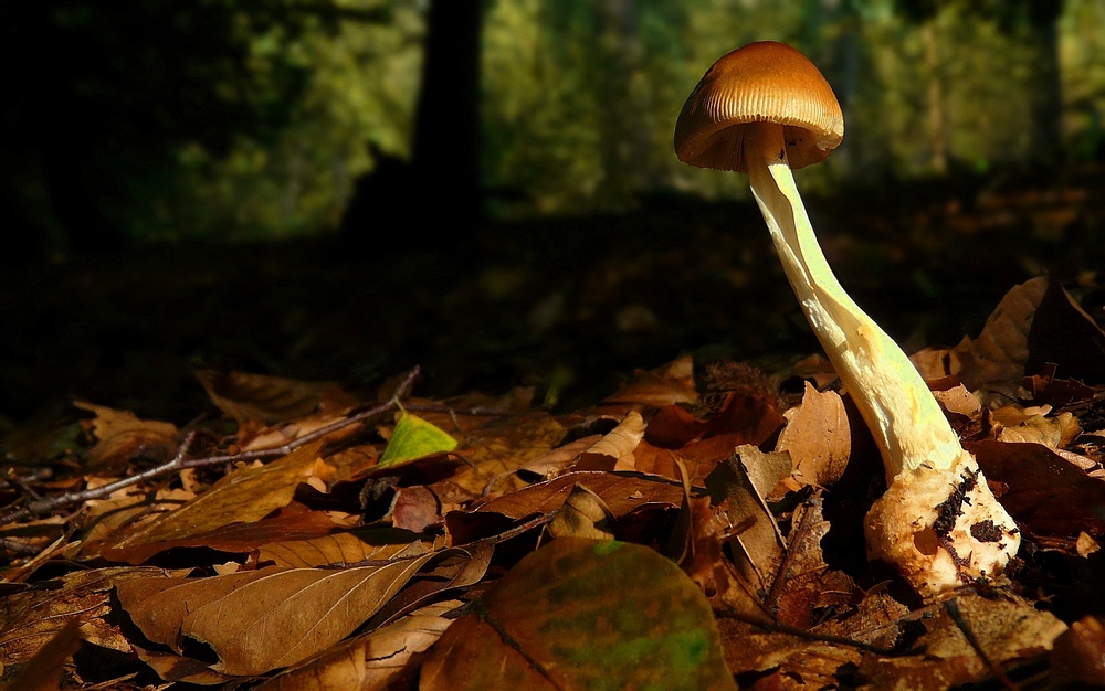 The Fungi world (142) : Tawny Grisette