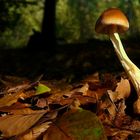 The Fungi world (142) : Tawny Grisette