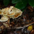 The Fungi World (143) : Ribbed Funnel