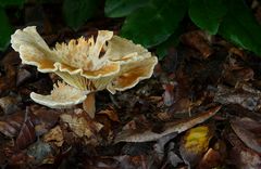 The Fungi World (143) : Ribbed Funnel