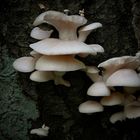 The Fungi World (144) : Elastic Oysterling
