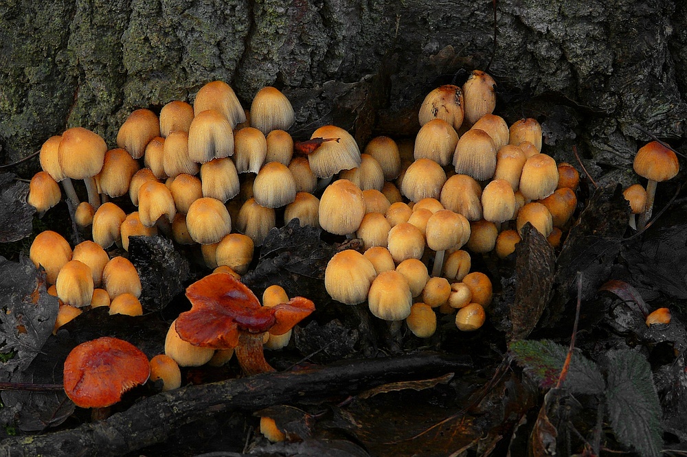 The Fungi World (145) : Glistening Inkcap