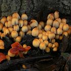 The Fungi World (145) : Glistening Inkcap