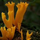 The Fungi World (146) : Yellow Stagshorn