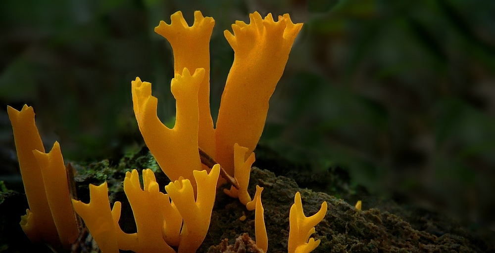 The Fungi World (146) : Yellow Stagshorn