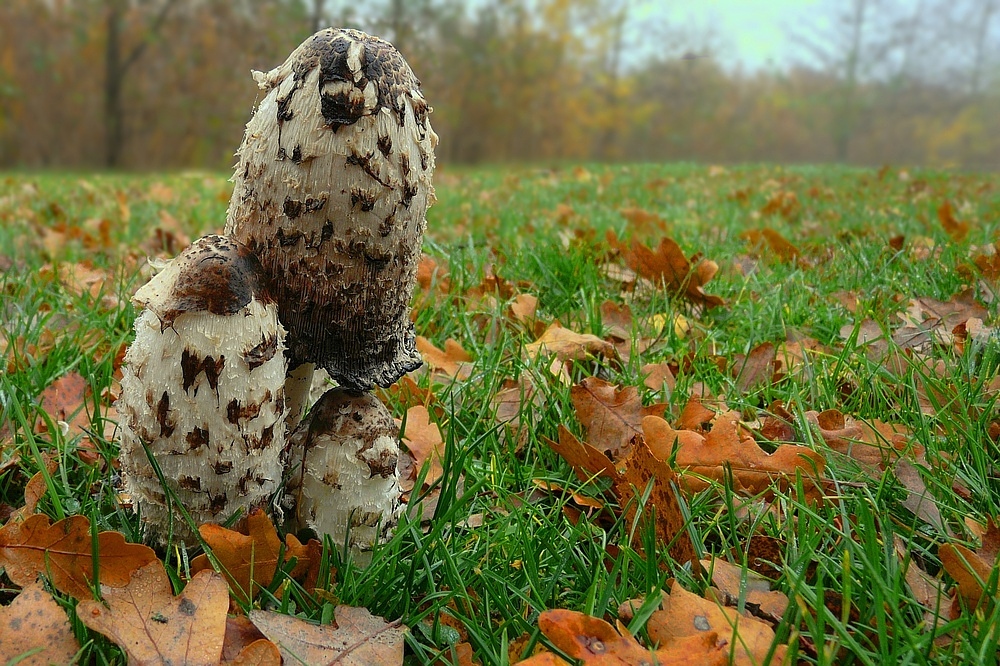 The Fungi World (147) : Shaggy Inkcap