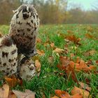 The Fungi World (147) : Shaggy Inkcap