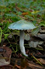 The Fungi World (148) : Blue Roundhead