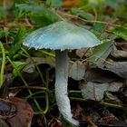 The Fungi World (148) : Blue Roundhead