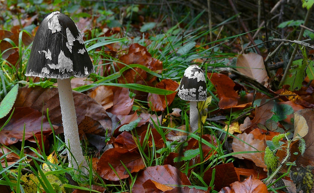 The Fungi World (149) : Magpie Inkcap