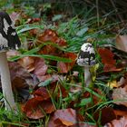 The Fungi World (149) : Magpie Inkcap