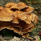 The Fungi world (15) : Giant polypore