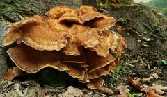 The Fungi world (15) : Giant polypore
