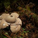 The Fungi World (150) : Sessile Earthstar