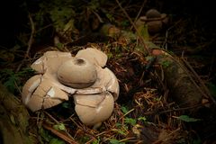 The Fungi World (150) : Sessile Earthstar