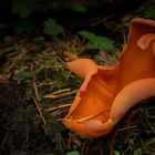 The Fungi World (151) : Orange Peel Fungus