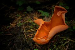 The Fungi World (151) : Orange Peel Fungus