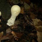 The Fungi World (152) : Pear-shaped Puffball