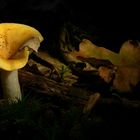 The Fungi World (153) : Ochre Brittlegill