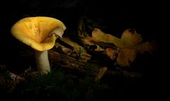 The Fungi World (153) : Ochre Brittlegill