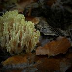 The Fungi World (154) : White Coral