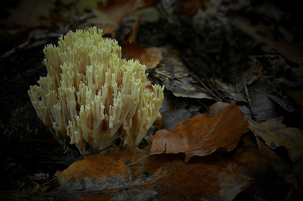 The Fungi World (154) : White Coral