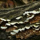 The Fungi world (155) : Jelly Rot