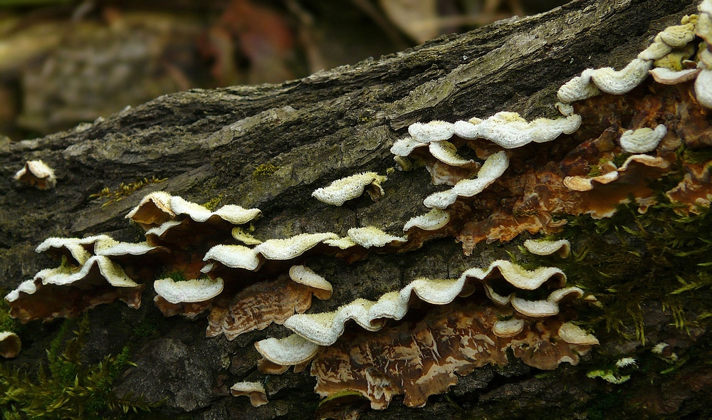 The Fungi world (155) : Jelly Rot